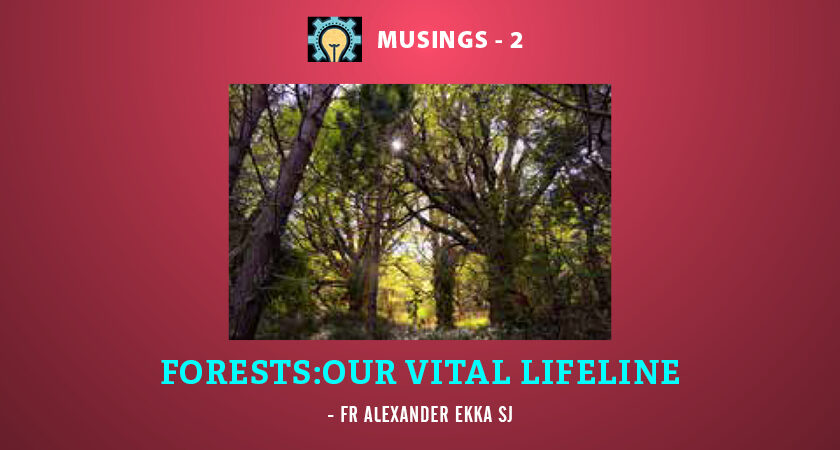 Forests: Our Vital Lifeline  A reflection on Genesis Chapter 1